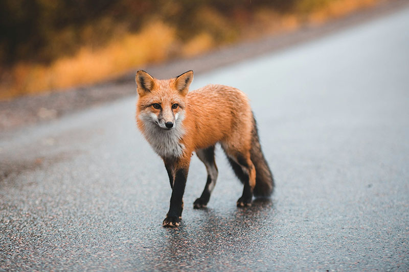 Fox in my garden